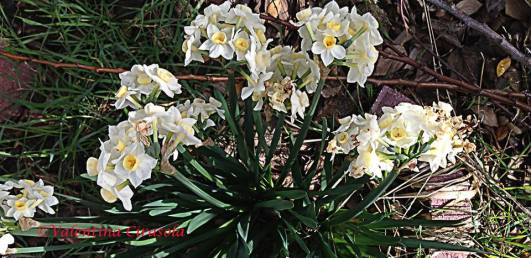 White paper lilies